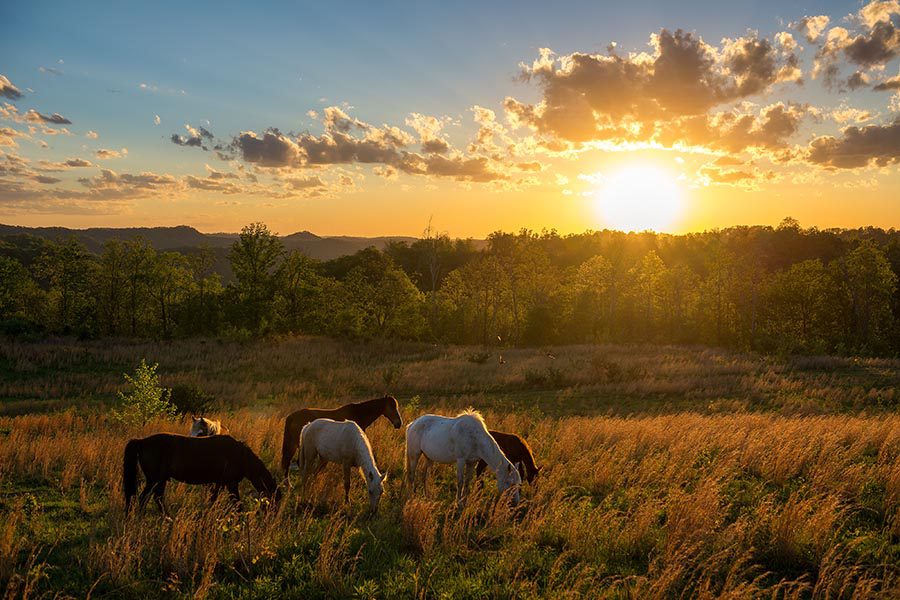 Walton, KY Insurance - Field at Dusk, Horses Grazing, Sun Setting